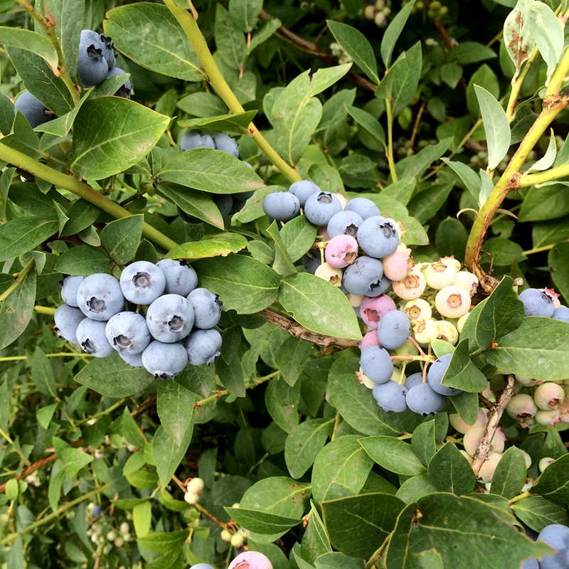 heidelbeeren bauer scholtheis